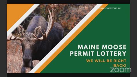 maine moose hunt lottery